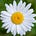 Daisy Alpert Florin's avatar