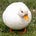 a duck's avatar