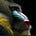 Raging Mandrill's avatar