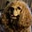 Susan Israel's avatar