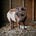 Magpie Hollow Farm's avatar
