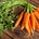 carrots's avatar