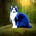 Scuba Cat's avatar