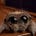 Aranapequena's avatar