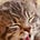 kitten seeking answers's avatar