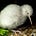 Poisoned Kiwi's avatar