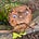 Icastico's avatar