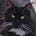 The POOG's avatar