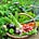 The Micro Gardener's avatar
