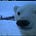 bear's avatar