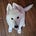 A Dog A Day with Cindy Sykes's avatar