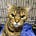 Tom a pissed off cat's avatar