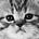 Cat's avatar