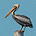 Advocates for Solidarity's avatar