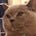 Cet's avatar