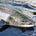 King Salmon's avatar