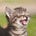 Kitten's avatar