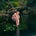 Linying's avatar