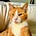 The Bobington Daily News's avatar