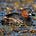 dabchick's avatar