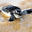 Sunshinegirl1217's avatar