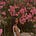 Davika Hill's avatar