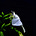 Sen's avatar