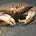 the Crab's avatar