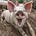 Vegan Soundbites's avatar