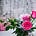 Snow and Pink Roses's avatar