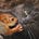 Strange Bedfellow's avatar