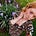 faye boam's avatar