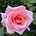 Michael's Rose's avatar