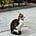 Haibint's avatar