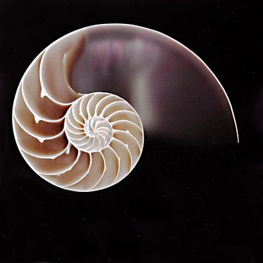 New Fibonacci Spiral by Lazy-Photon on deviantART | Spiral drawing,  Fibonacci spiral nature, Spirals in nature