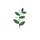 Wild Food • Wild Medicine • Wild You