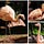Flamingo House Follies