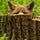foxblog3