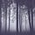 Dark Forest Trading 