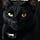 Manderpootz's Cat