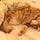 Lioness3*