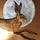 Hare Moon Musings