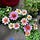 Mary Ann Caton