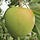 Apples to Apples