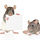 Rats
