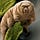 Tardigrade