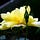 Carina and Kali's How to Gardening and Nature Substack