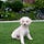 dogsandyoga