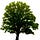 Our Trees