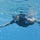 The Snorkel